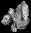 Discoscaphites & Sphenodiscus Ammonites #6121-1